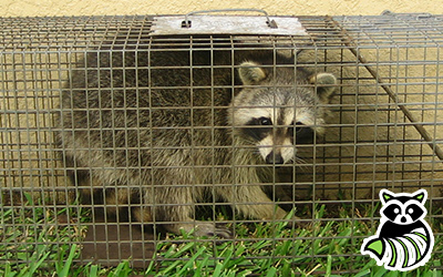 Mendenhall Springs trapping